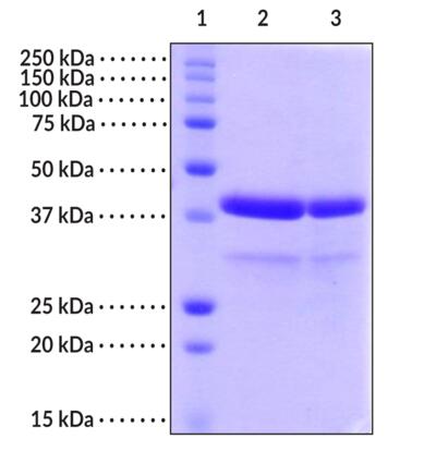 Lane 1: MW Markers<br />Lane 2: Renin (4 μg)<br />Lane 3: Renin (2 μg)